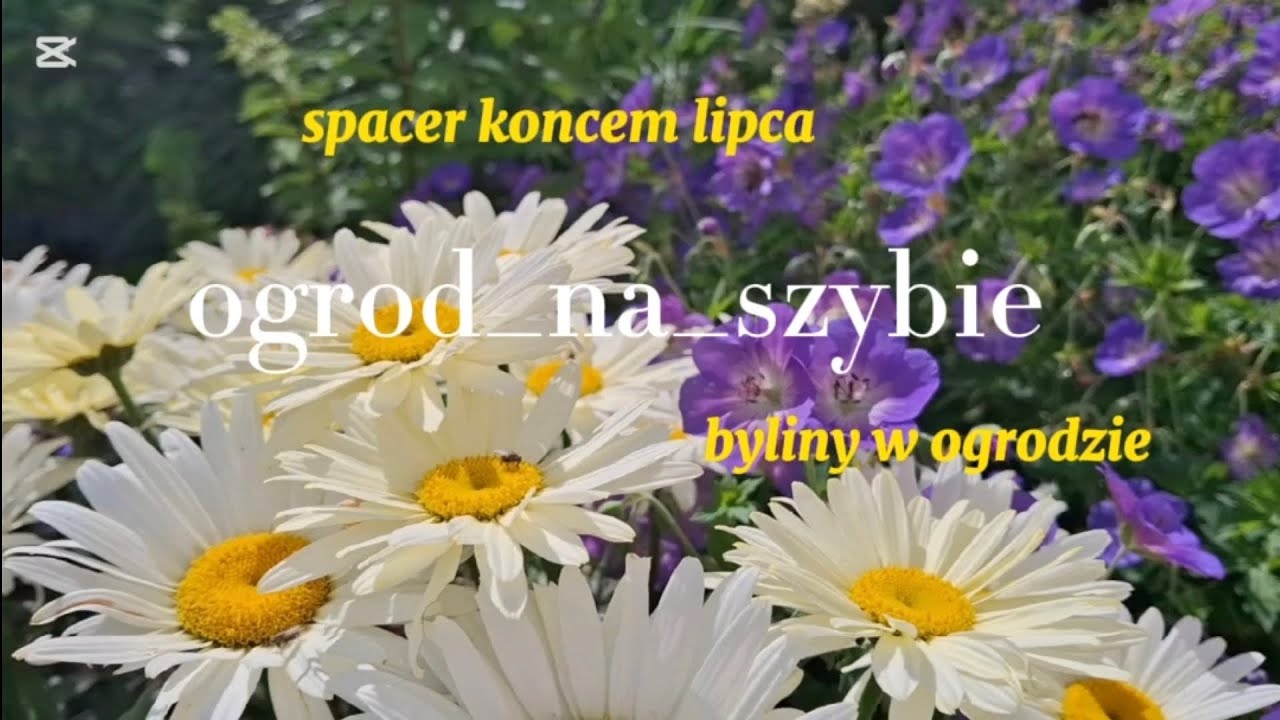 Spacer wśród miododajnych bylin.🌺
