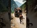 Animals Also Have Love Boo Absurd Video Rural Mudba Animals Also Have Love Boo Absurd Video Rural Mudba