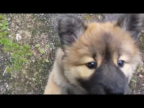 Marcus the Eurasier Dog | Doovi Marcus the Eurasier Dog | Doovi