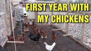 Chickens - First year experience with them