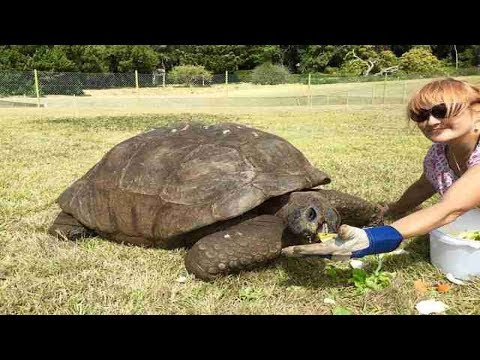 Meet Jonathan, The Oldest Known Animal In The World