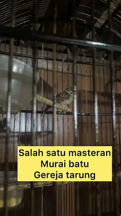 Gereja tarung // masteran handal #masteran #masteranburung #masteranjuara  #kicaumania #shorts