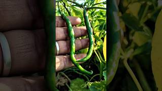 “Green Chilies Ready for Harvest “Fresh Green Chilies#farming #agriculture #shorts #viral #trending