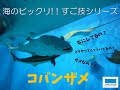 海のビックリ!!すご技シリーズ⑱「コバンザメ」