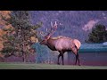 Horrifying Estes park Elk Battle!!!!!