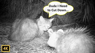 Feral Cat High on Catnip Reacts to Baby Possum