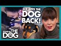 Victoria is not Impressed by Owner That Bites Their Dog | It's Me or The Dog