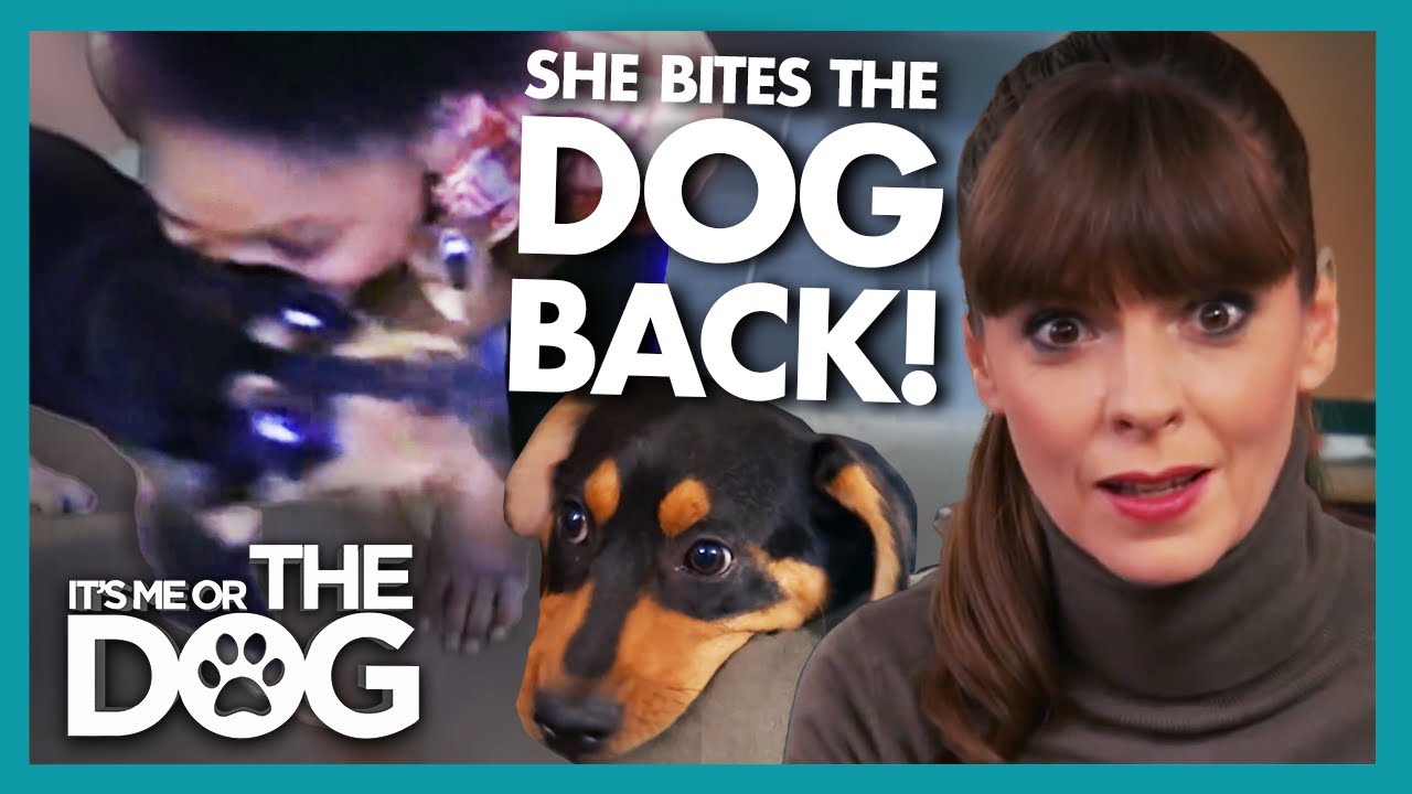Victoria is not Impressed by Owner That Bites Their Dog | It's Me or The Dog