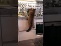 LOVE CAT #Shorts