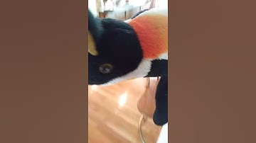 Proof that penguins can fly