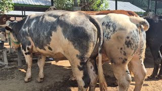 25 MILLION RANGE‼️LATEST AFFORDABLE BELGIAN CATTLE | Tuban Cattle Market