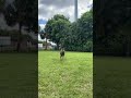 I’m zoomin 😎 #dog #cute #funny #doglife #zoomies #doglovers #dogmom #happy #dogshorts #ytshorts