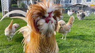 Fency “Broody”Rooster! 😳😂🤣 by MerryLand 728 views 9 days ago 4 minutes, 49 seconds