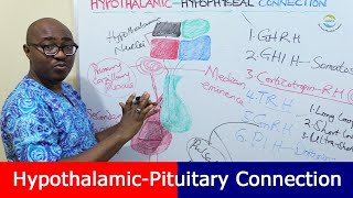 Exposing The Special Connection Between The Hypothalamus and Pituitary
