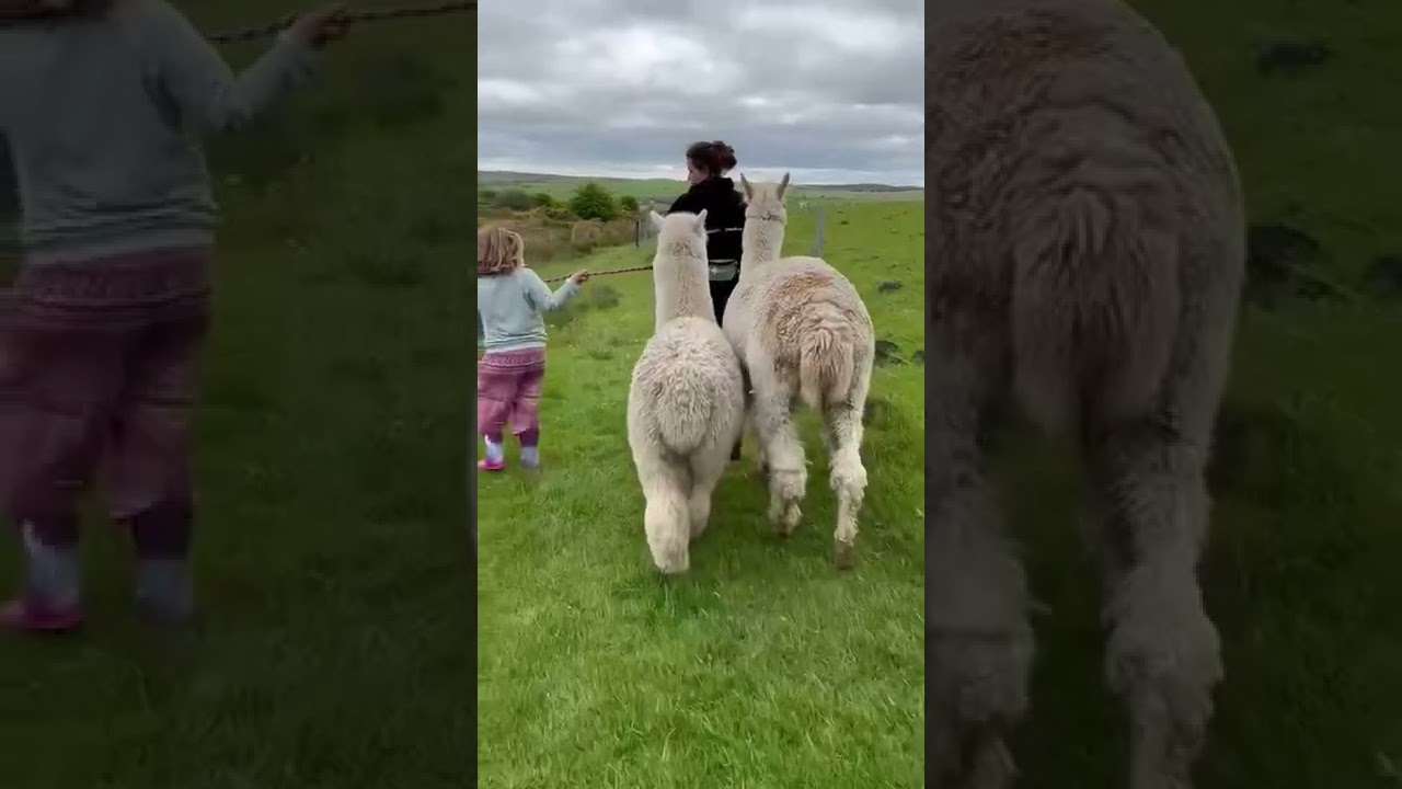 Alpaca walking Bodmin
