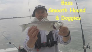 Another Days Fishing on the Solent ( Bass, Smooth Hound & Doggies)