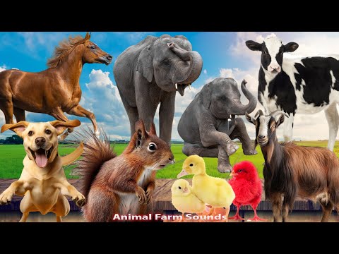 Animal Farm Sounds: