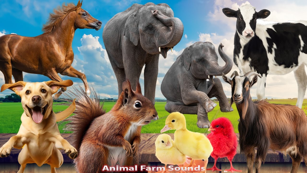 ⁣Animal Farm Sounds: Pig, Monkey, Cat, Chicken, Cow, Goat, Dog, Horse, Elephant - Animal moments