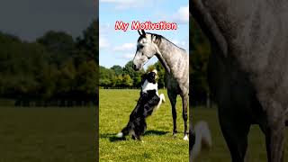 My Motivation #Motivation  #inspiration #friendlyanimals #animalsandfriends