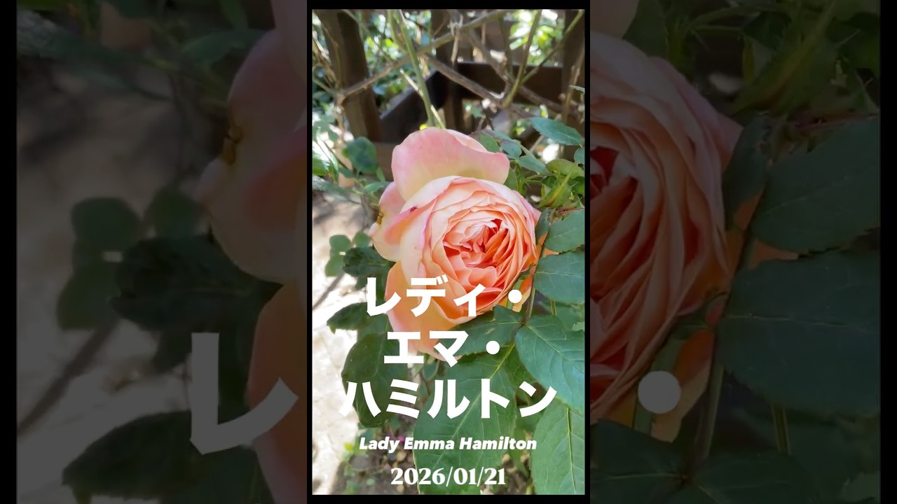 レディ・エマ・ハミルトン　Lady Emma Hamilton 2026年1月21日⠀⠀デビッド・オースチンDavid Austinのブッシュ・ローズ。イギリスのバラ。イングリッシュローズ