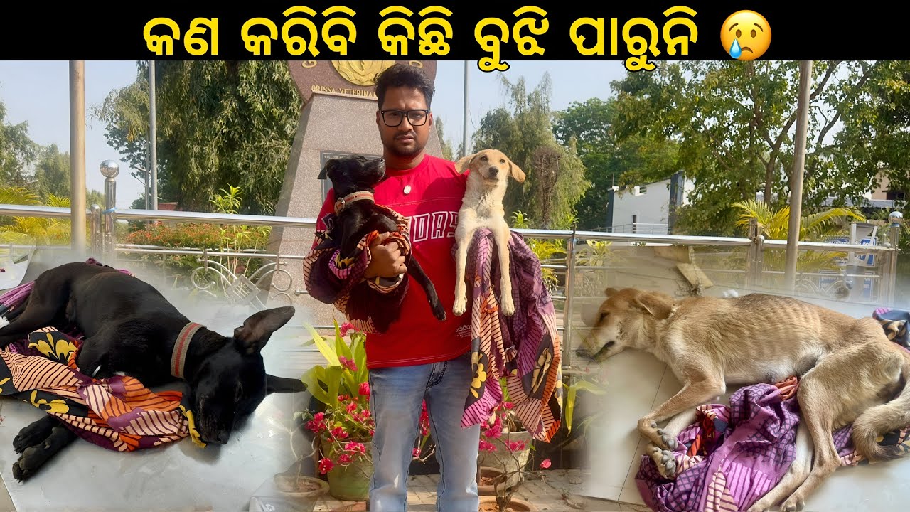 କଣ କରିବି କିଛି ବୁଝି ପାରୁନି 😭 ବାଧ୍ୟ ହେଇ ପୁଣି ଆସିବାକୁ ପଡିଲା ଭୁବନେଶ୍ୱର 😭