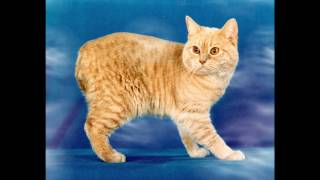 Manx Cat and Kittens | History of This Charming Breed