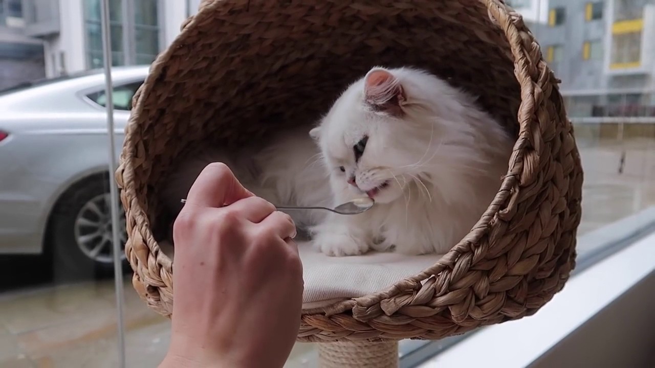Treat Boxes at Cat Cafe Manchester. Really cute kittens 2017. 