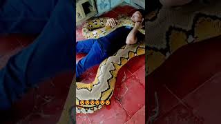 Cute snake sleeping. #indonesia #reticulatedpython #pythonsnake