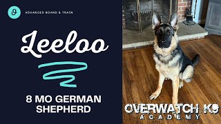 Leeloo | 8 Month Old German Shepherd | 14 Day Transformation | Distraction Training | Obedience by OverWatch K9 Academy Columbus 78 views 1 month ago 13 minutes, 39 seconds