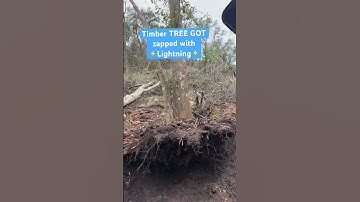 Timber Big Tree Down that GOT zapped with Lightning ⚡️!  #trees #forestry #timber #hustle