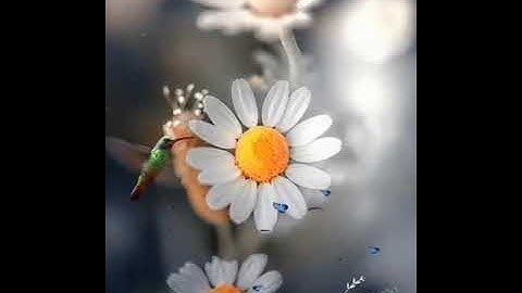 القارئ سعد الغامدي 🎧🖤حالات واتس اب قرآن