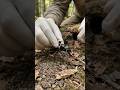 Ant Tunnel Exploration😱#shorts #viral