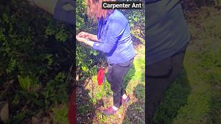 Florida Carpenter Ant Bite