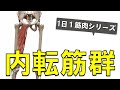 【1日1筋肉×内転筋群】太もも内側にある大きな筋肉の集合体：内転筋群の起始停止と作用について