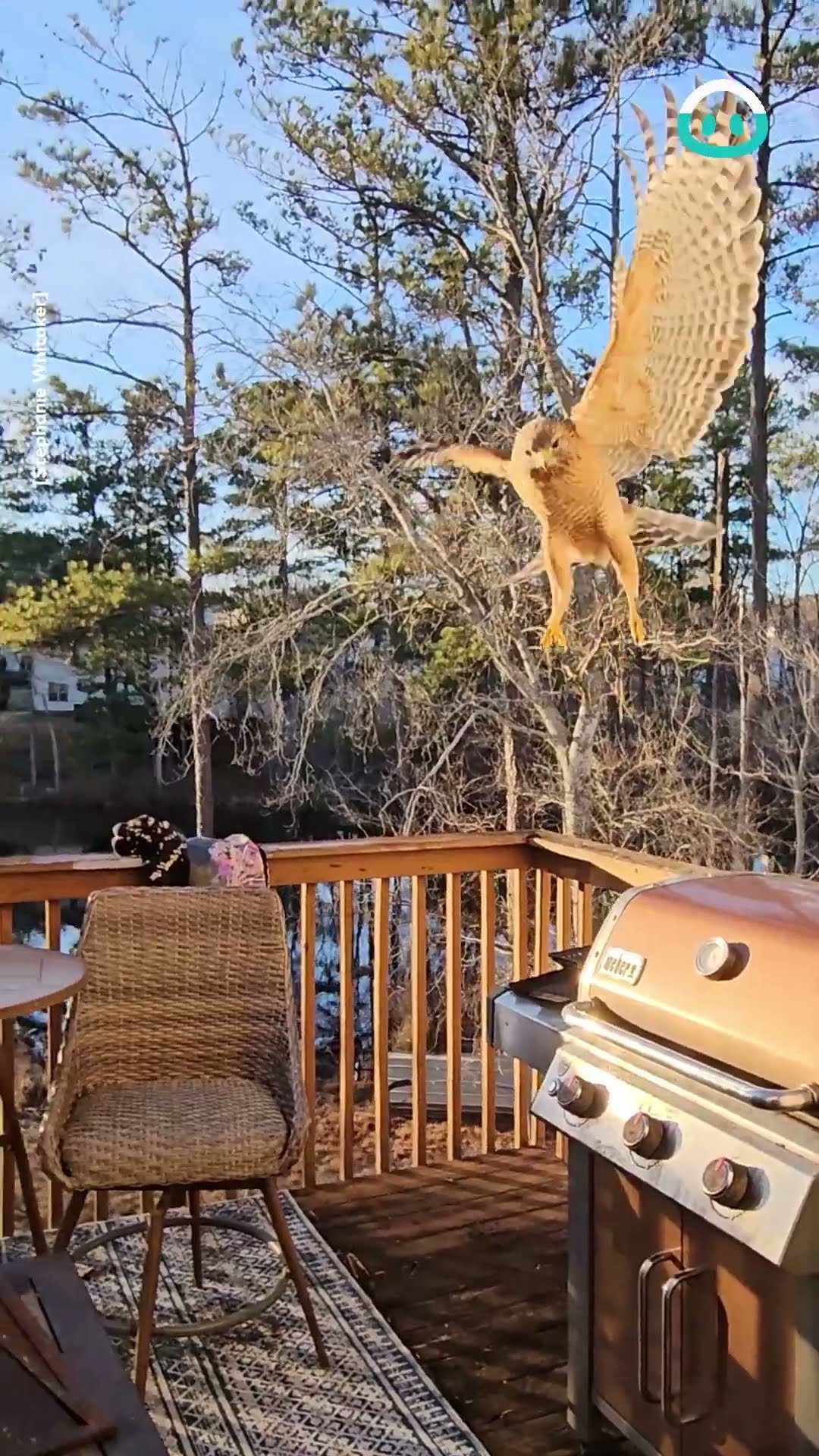 Hawk Catches Treat Mid-Air || ViralHog