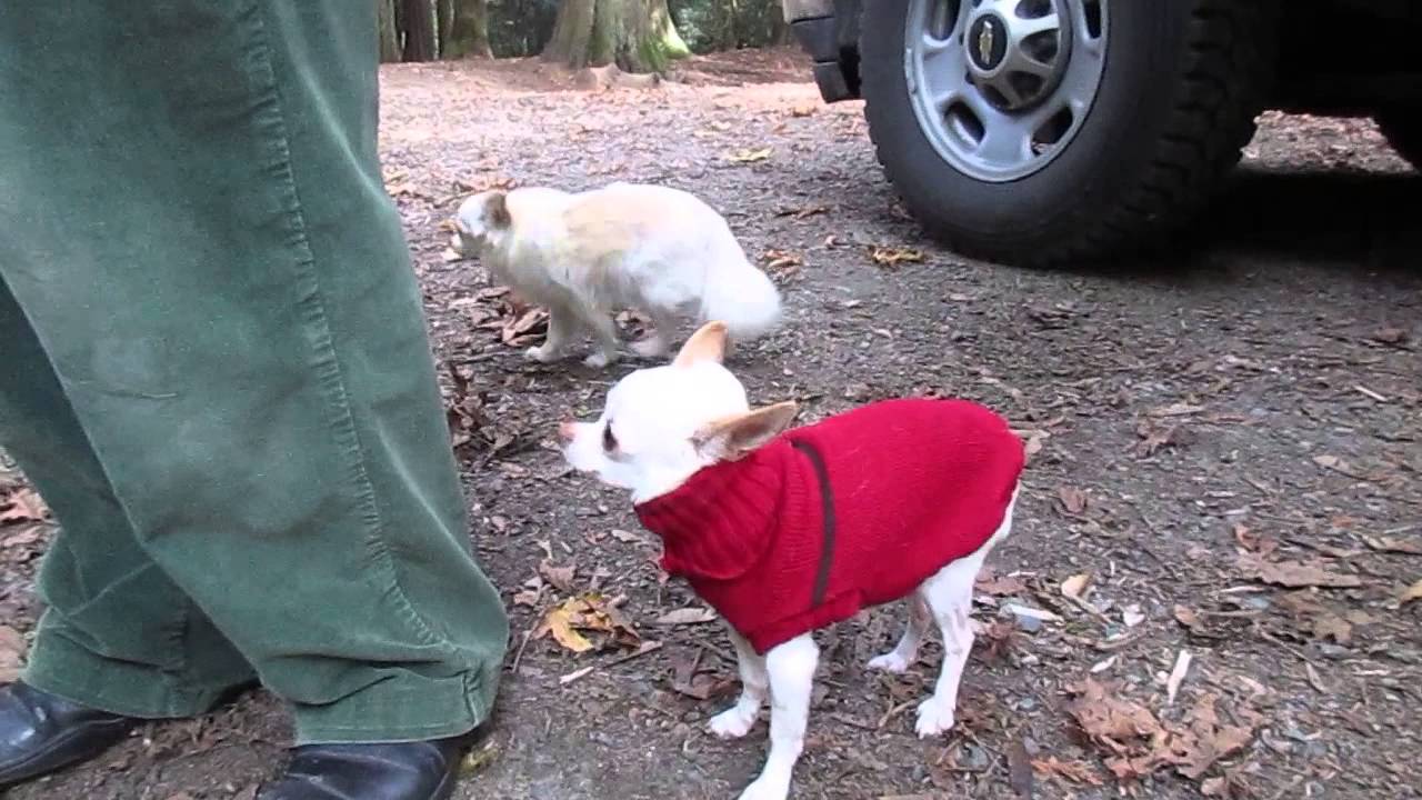 Teacup Chihuahuas YouTube