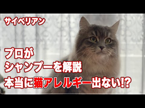 【サイベリアン】のシャンプーをプロが解説、本当に猫アレルギーにならないのか【猫アレルギー】 hqdefault