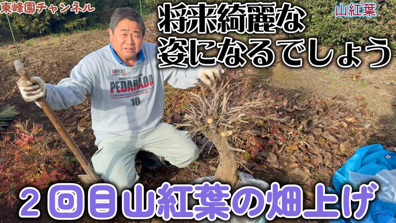 【盆栽】畑上げ第６弾　２回目山紅葉の畑上げ【将来綺麗な姿になるでしょう】