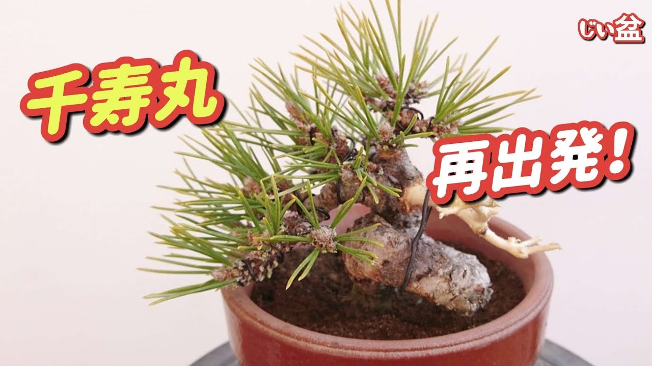 Remaking the Black pine [Senjumaru] ✨ / Beginner / How to make a