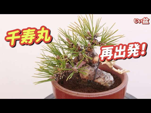 Remaking the Black pine [Senjumaru] ✨ / Beginner / How to make a