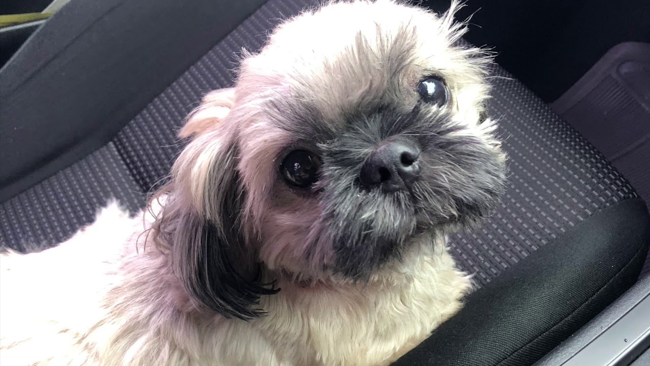 shih-tzu-pregnancy-amor-s-journey-youtube