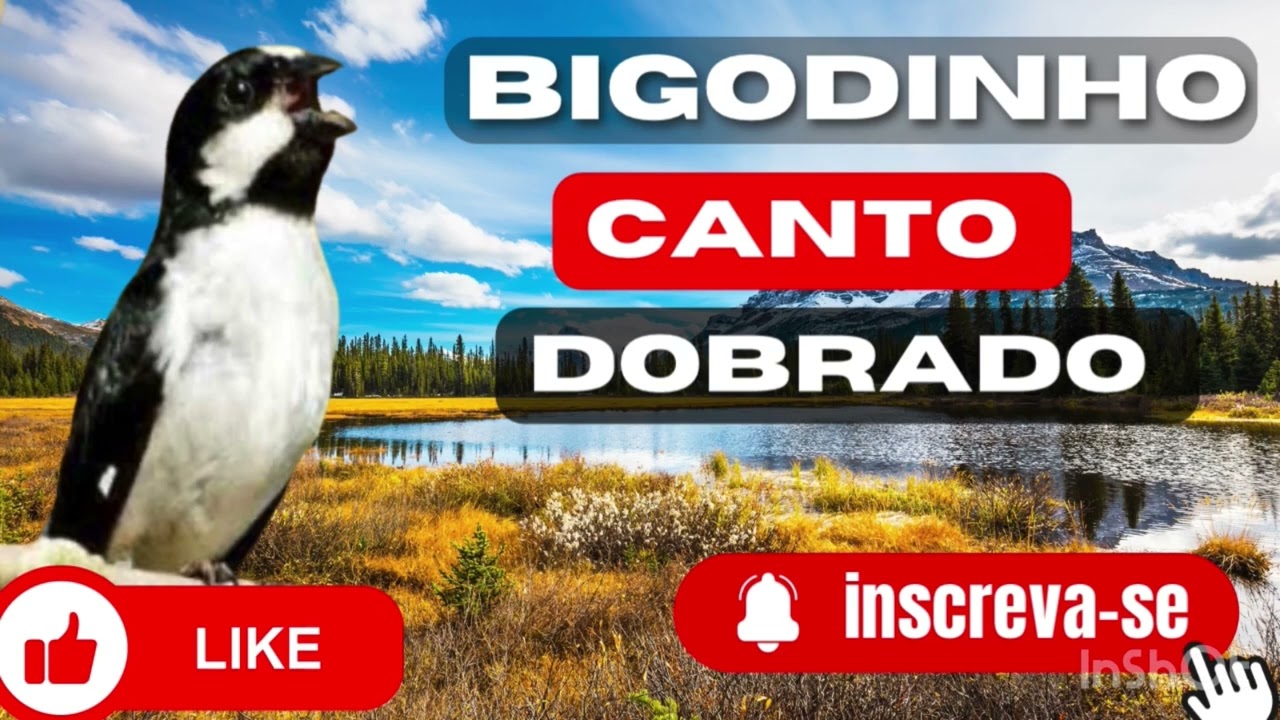 Melhor canto bigodinho canto dobrado encarte seu bigodinho treine ensine seu passaro bigodinho