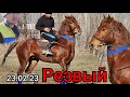 резвый Баатыр акеден чыкты 👉23 февраля 2023 г.