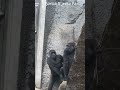 Jabali and Tayari 一模一樣 #gorilla #zoo