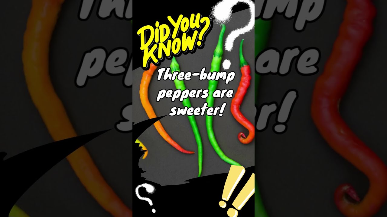 Fun FACT about FOOD #13 Peppers