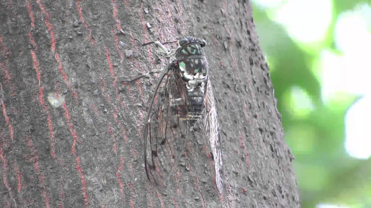 セミの鳴き声で種類がわかる 実際の声を聞いてみよう ハテ なる