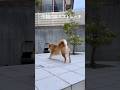 今朝の柴犬ストレッチ #dog #柴犬 #shibadog #stretch #doggie #shorts #shiba #ストレッチ #わんこ #routines #pets #yoga #ヨガ