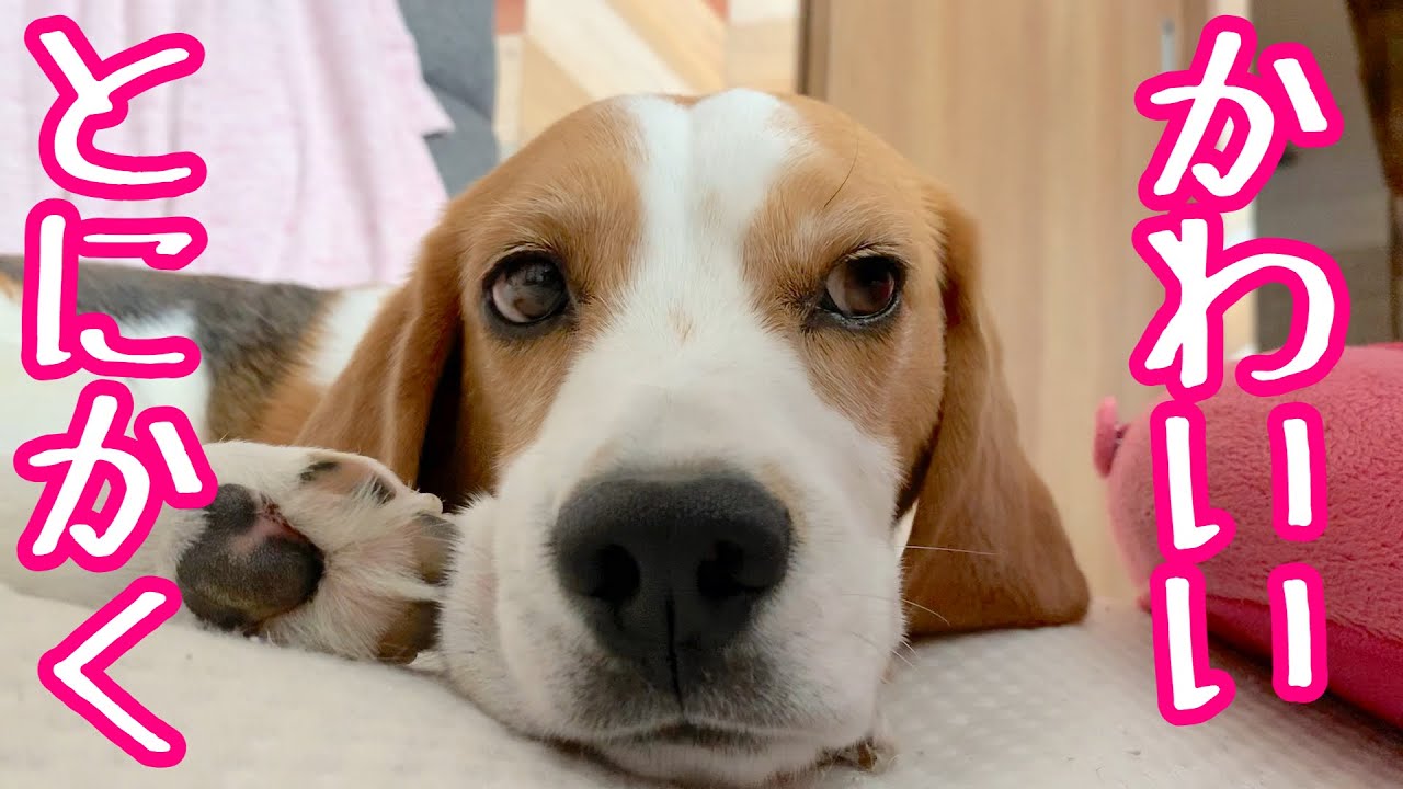 なんでこんなかわいいのかな ビーグル犬さつきさん 親バカ Too Cute Beagle Satsuki Youtube