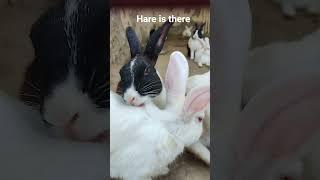 Hare Is There