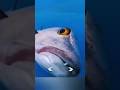 Fish jumpscare 😂🐟